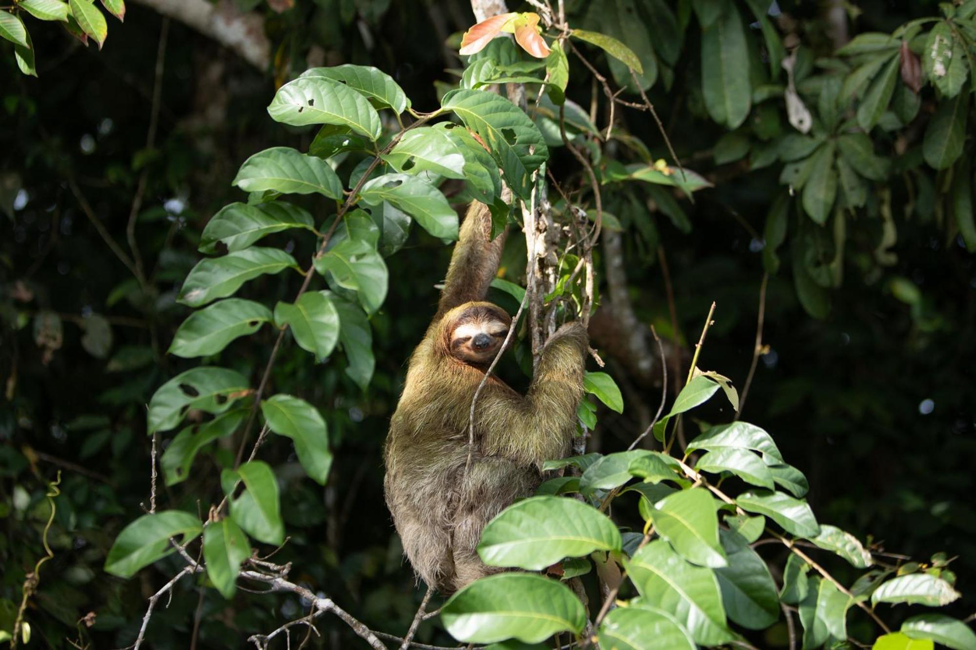 Evergreen Lodge Tortuguero Εξωτερικό φωτογραφία