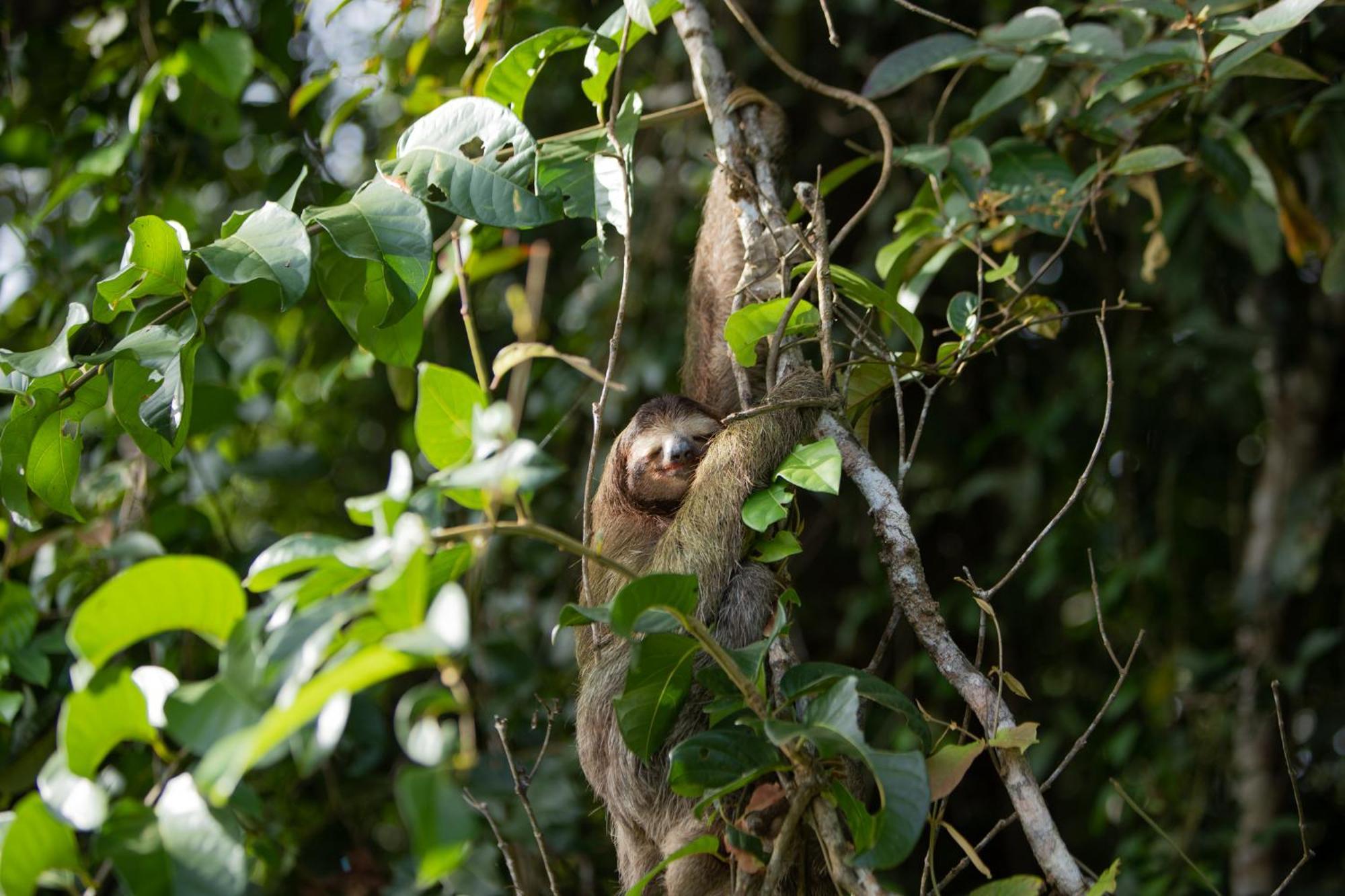Evergreen Lodge Tortuguero Εξωτερικό φωτογραφία