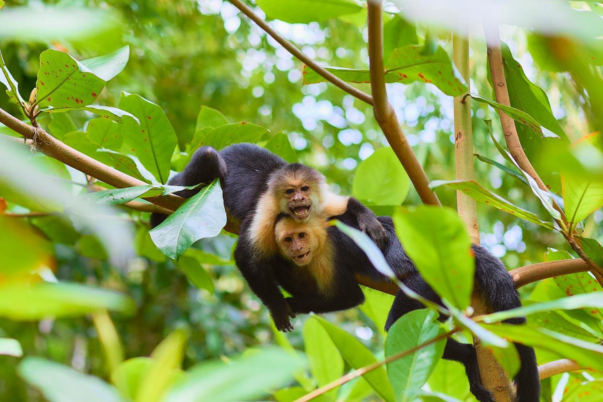 Evergreen Lodge Tortuguero Εξωτερικό φωτογραφία